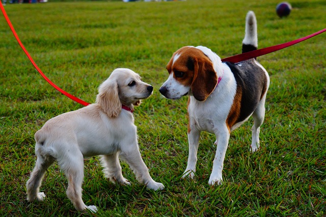 20 Best Dog Parks in Jacksonville