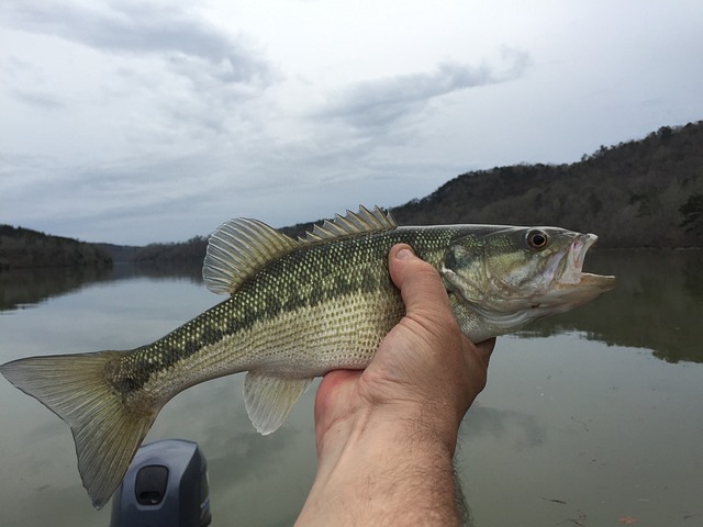 20 Best Fishing Spots in Jacksonville